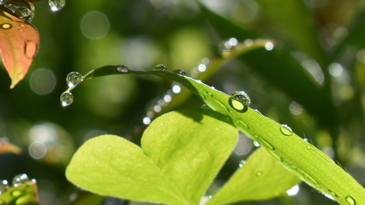 南天葉で遊ぶオーブたち202205-1