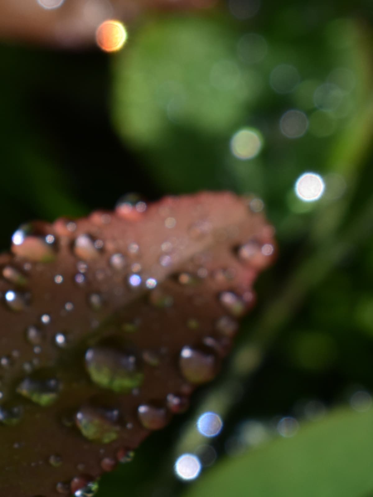 南天葉で遊ぶオーブたち202205-11