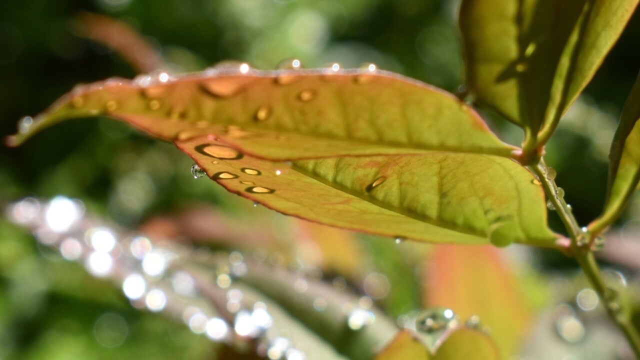 南天葉で遊ぶオーブたち202205-2