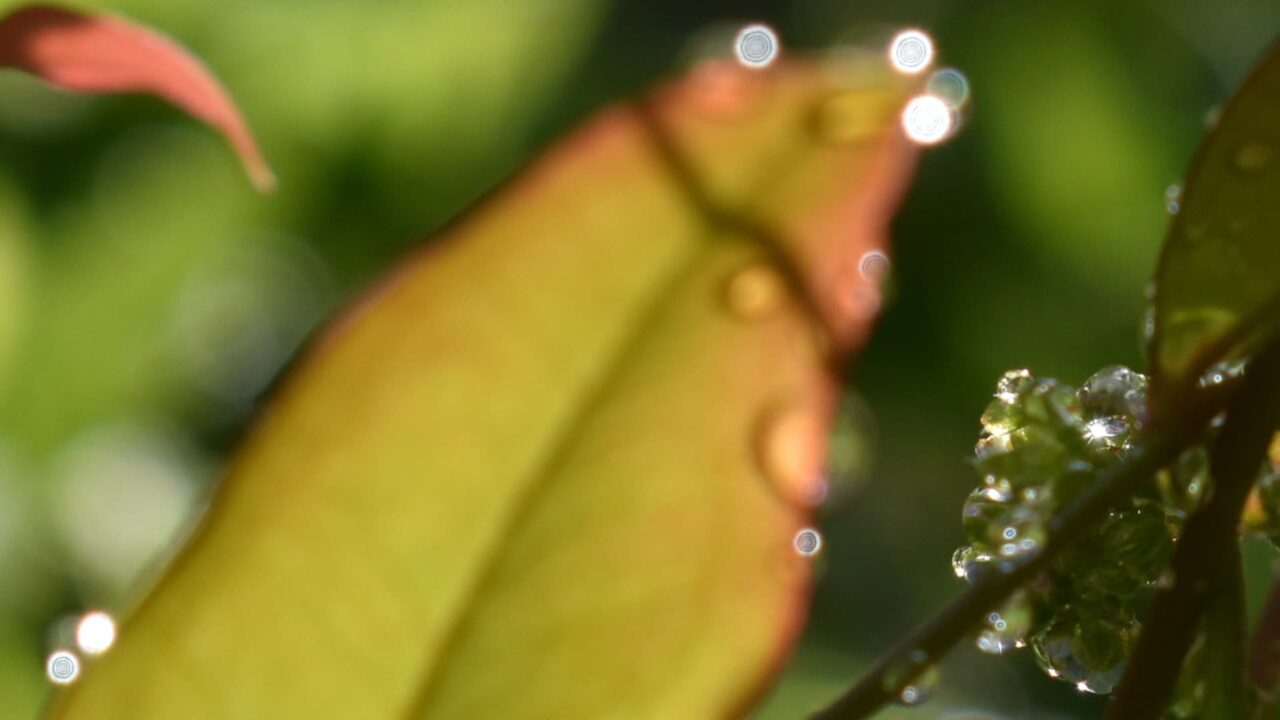 南天葉で遊ぶオーブたち202205-3