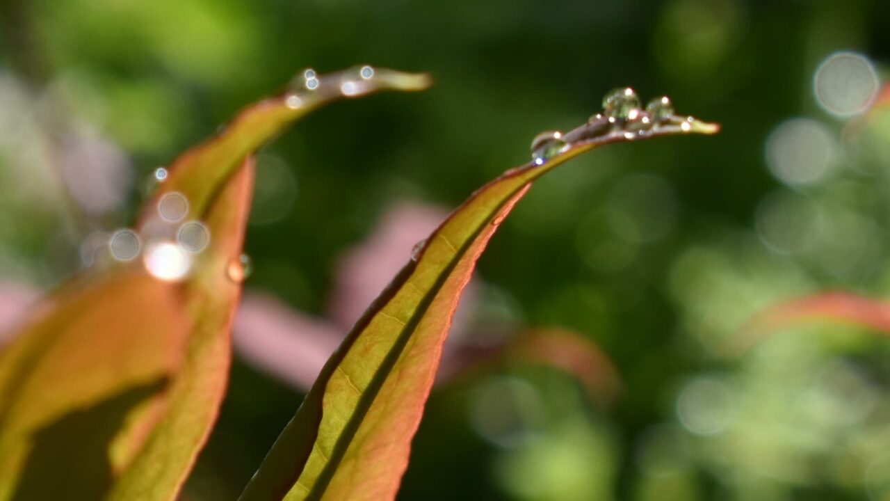 南天葉で遊ぶオーブたち202205-4