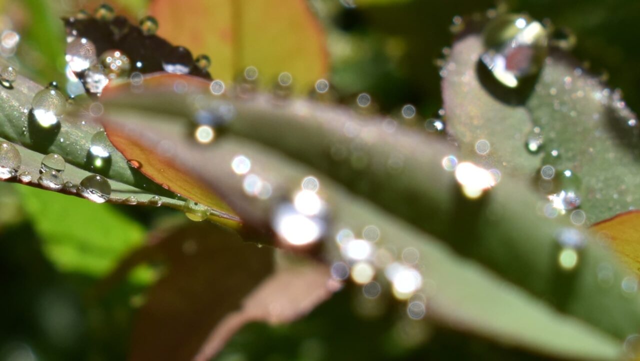 南天葉で遊ぶオーブたち202205-5