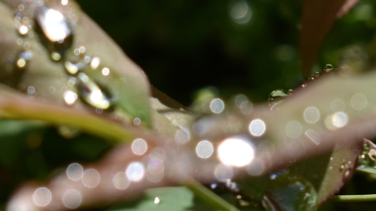 南天葉で遊ぶオーブたち202205-7