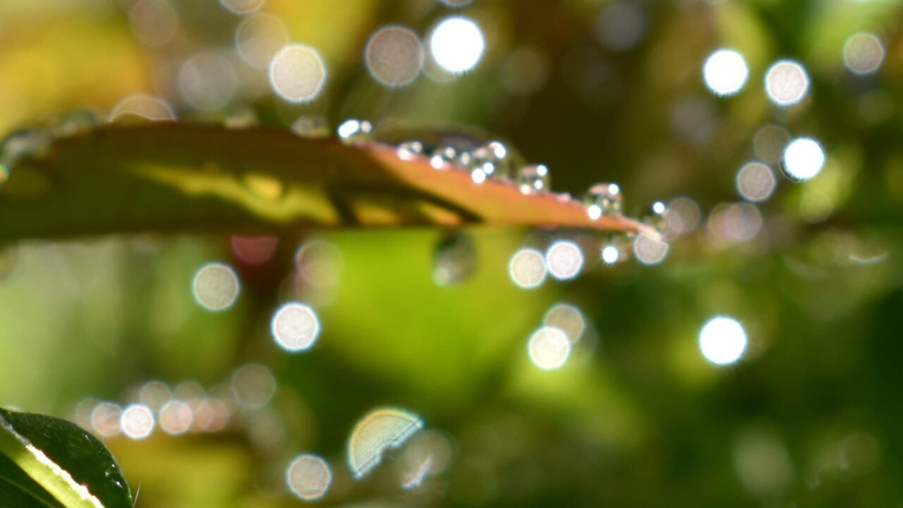 南天葉で遊ぶオーブたち202205-8