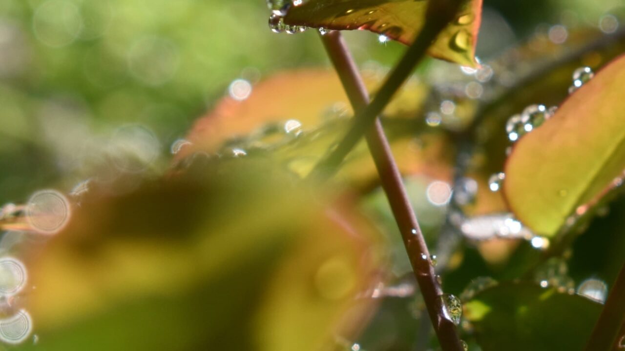 南天葉で遊ぶオーブたち202205-9