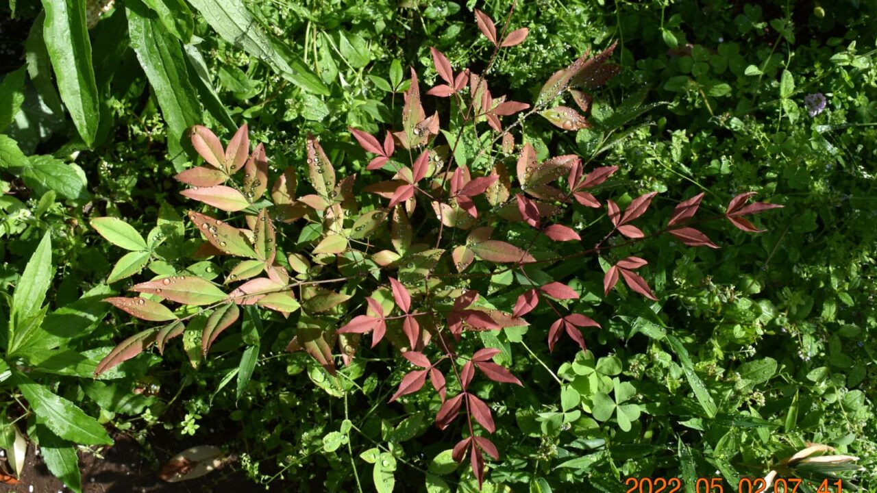 雨後の南天の葉202205