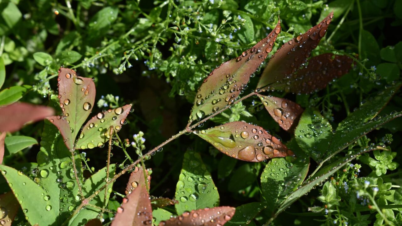 水玉のついた南天葉202205-2