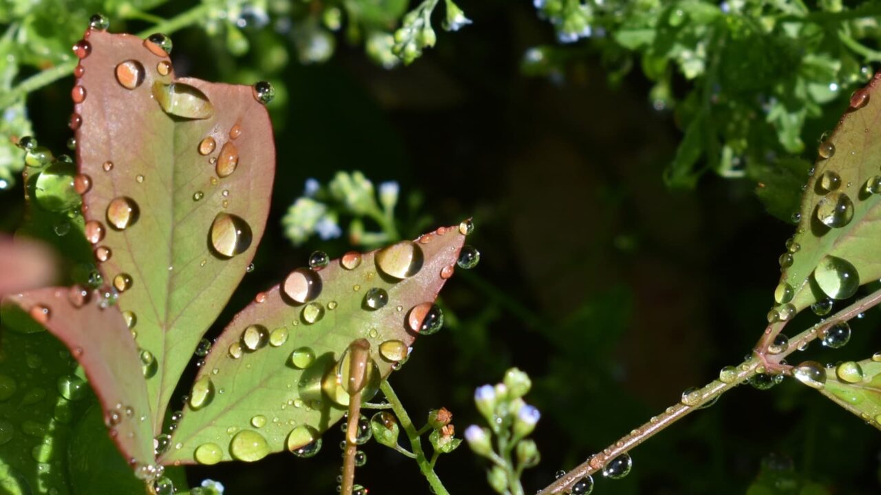 水玉のついた南天葉202205-3