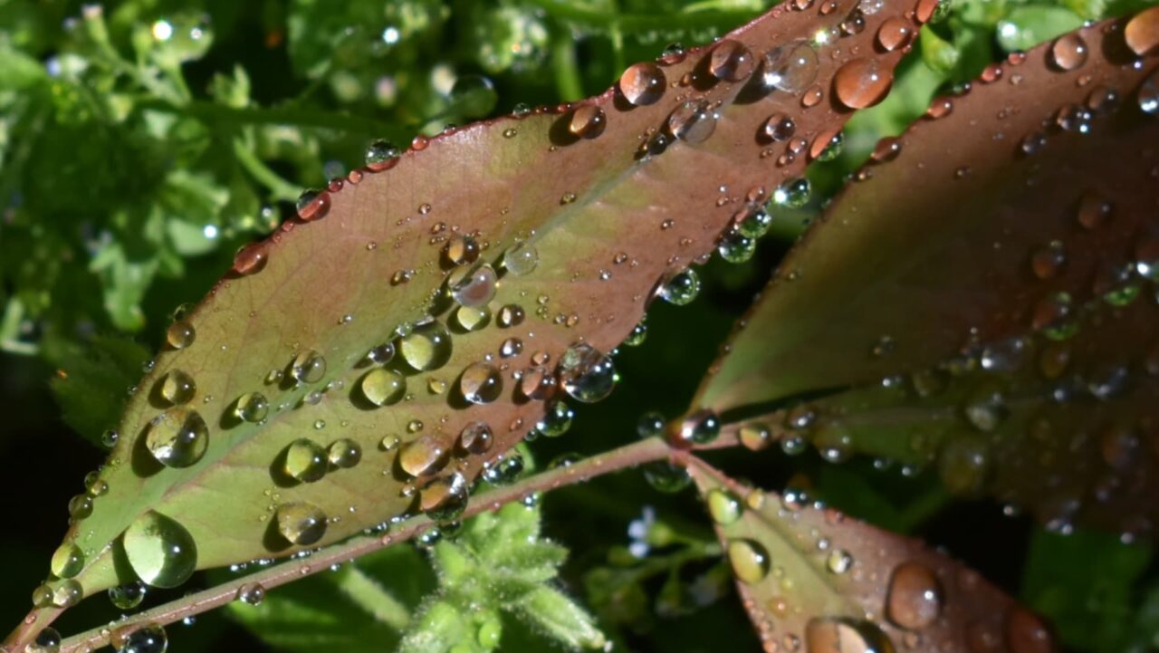 水玉のついた南天葉202205-4