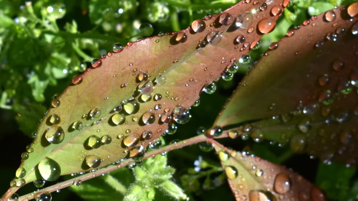 水玉のついた南天葉202205（キャッチ画像）