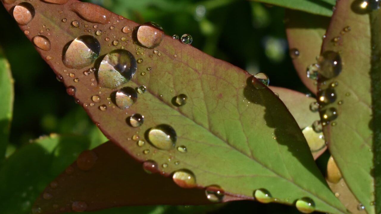 水玉のついた南天葉202205-5