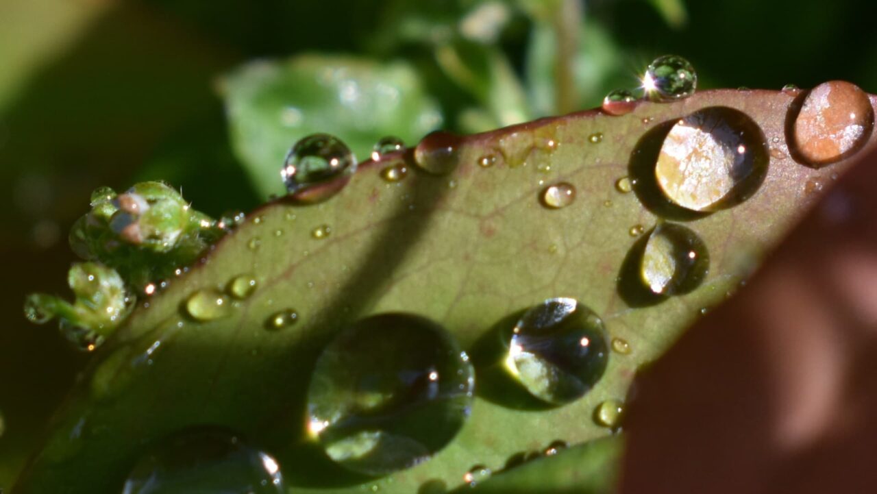 水玉のついた南天葉202205-6