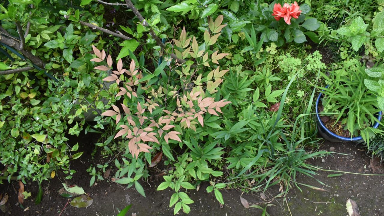 南天の成長20220623