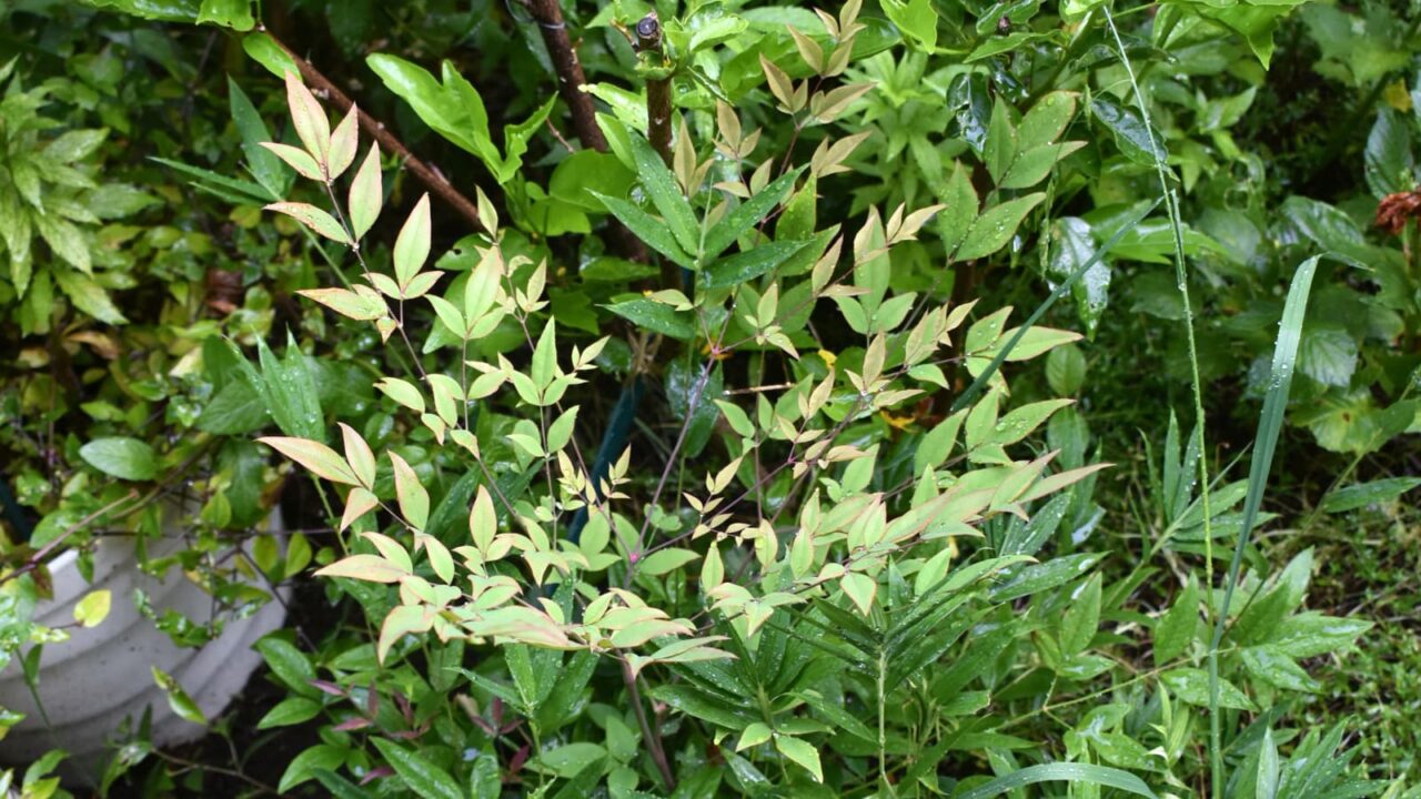 南天の成長20220701