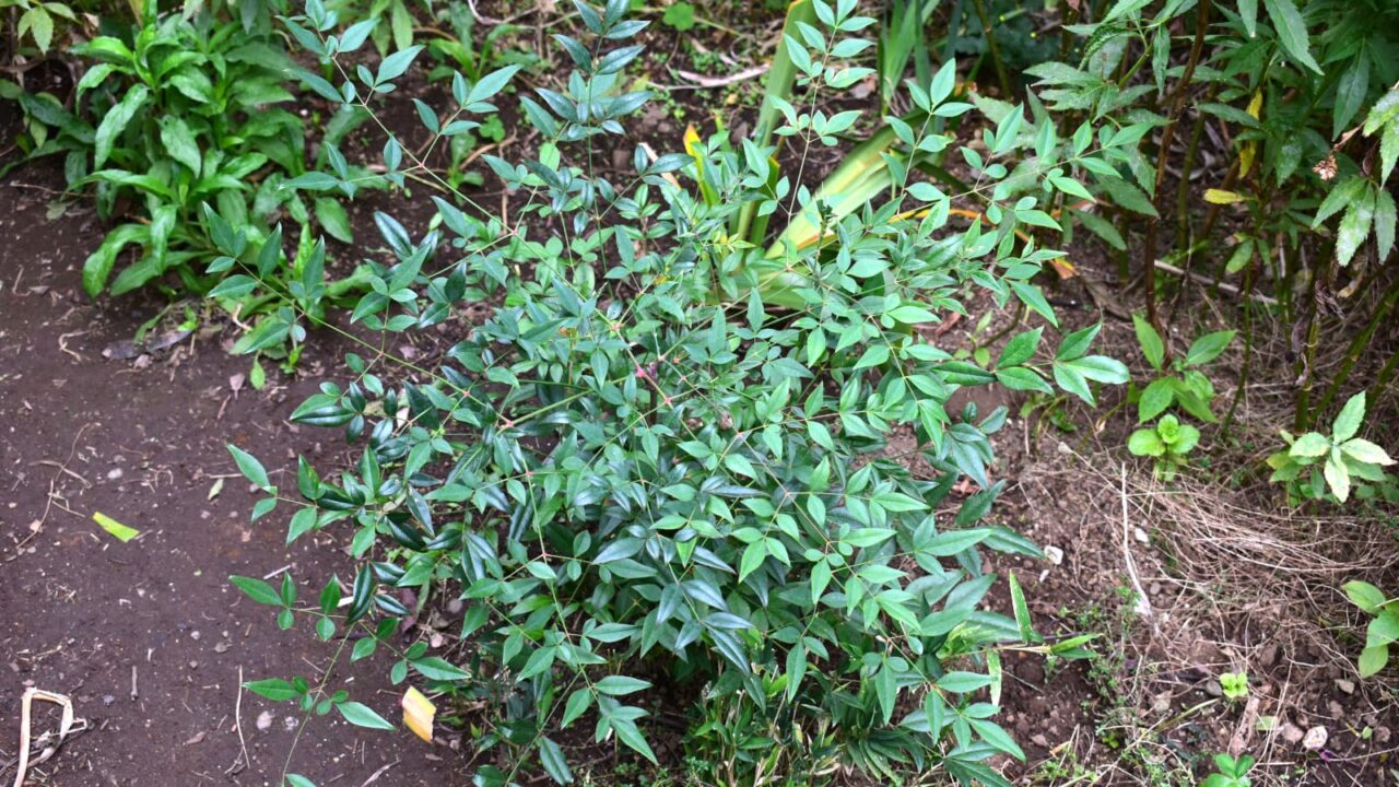 南天の成長20221101-1