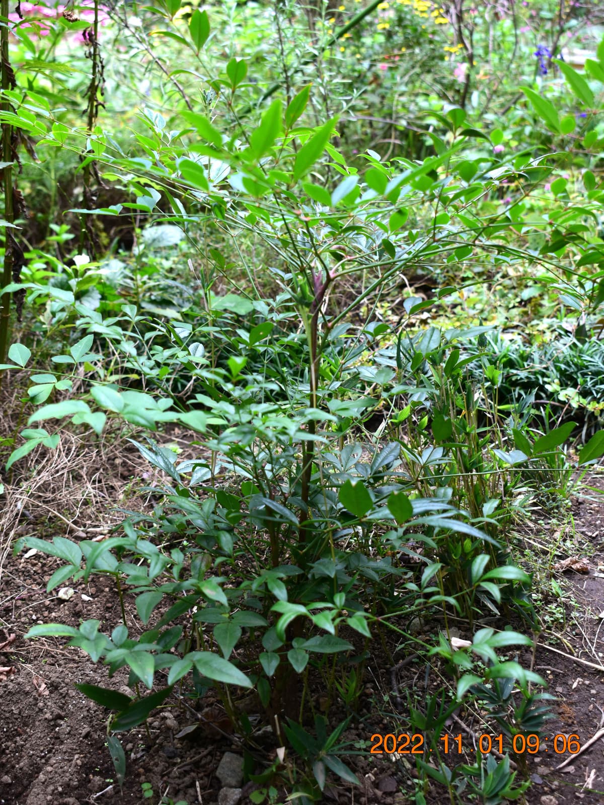 南天の成長20221101-2