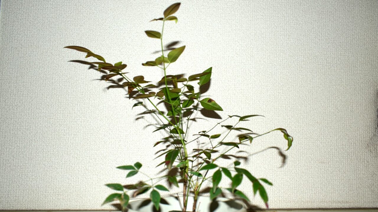 南天活け枝202304-1