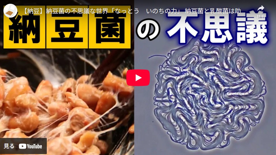 納豆菌の動画の画像