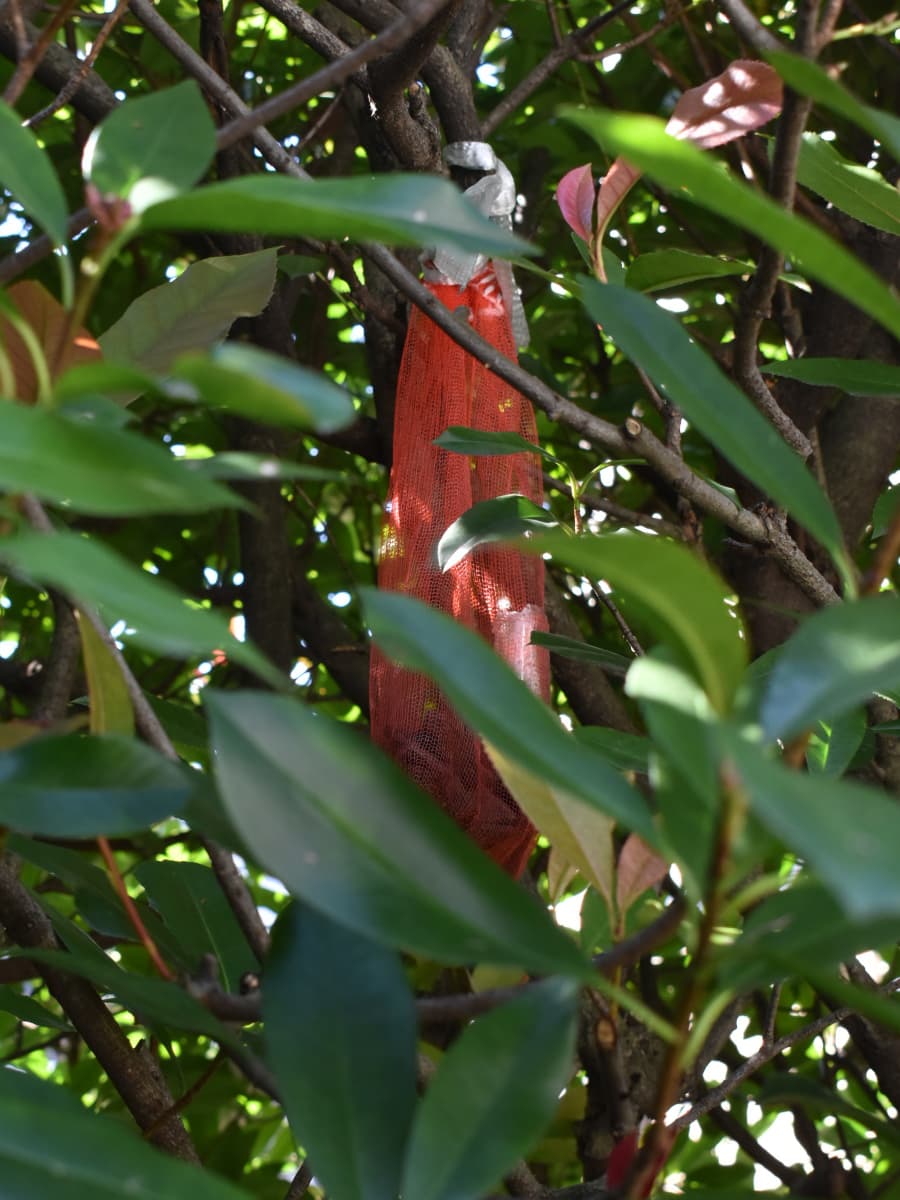 ニーム漬けバークチップを吊るす2202