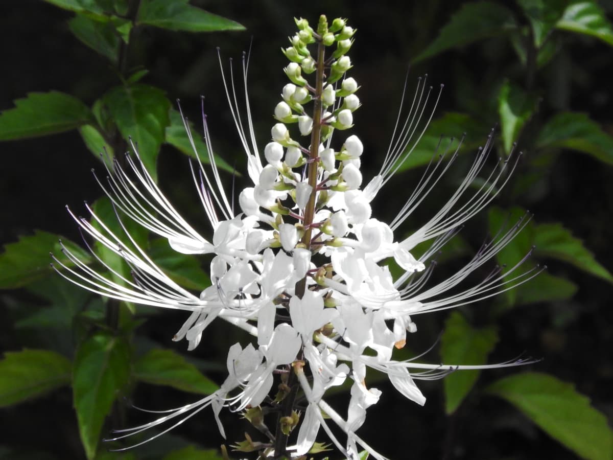 ネコノヒゲ2017/9-02