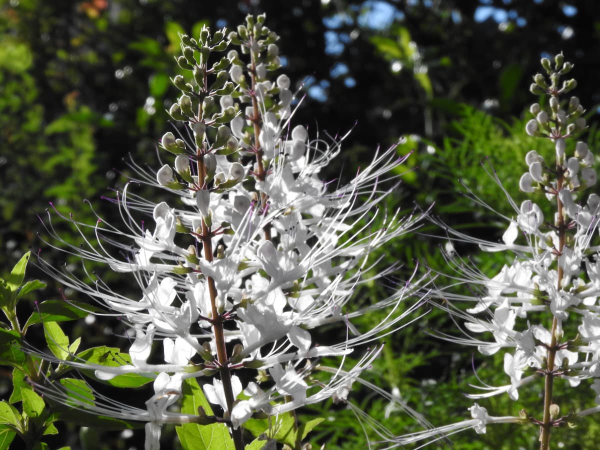 ネコノヒゲ2017/9-03透明感ある空気の中