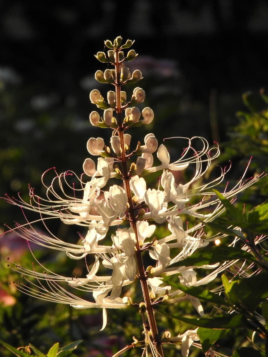 ネコノヒゲ2017/9-04夕日に染まる