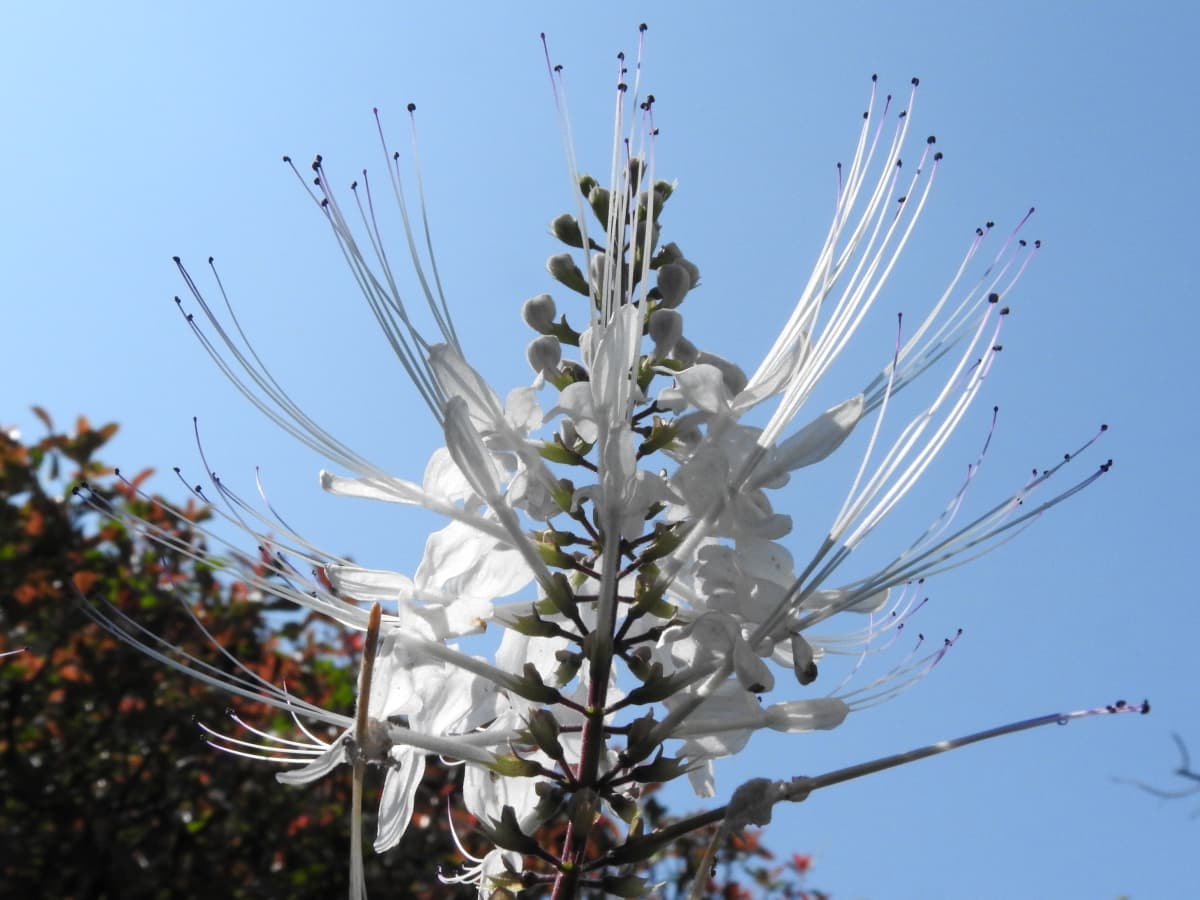 ネコノヒゲ2017/9-05青空を見上げる