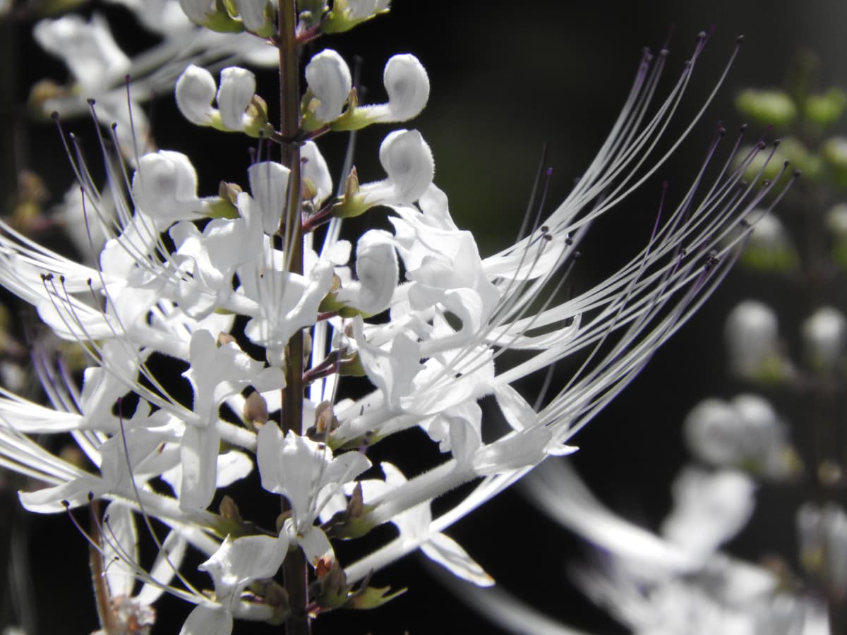 ネコノヒゲ2017/9-06髭の拡大