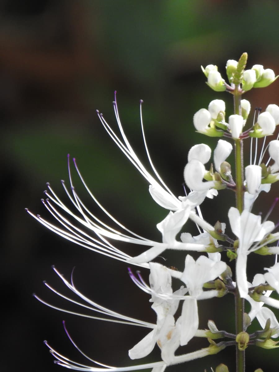 ネコノヒゲ2017/9-07髭の拡大