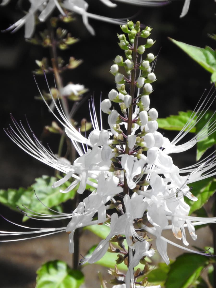 ネコノヒゲ2017/9-08蕾は猫の手のよう
