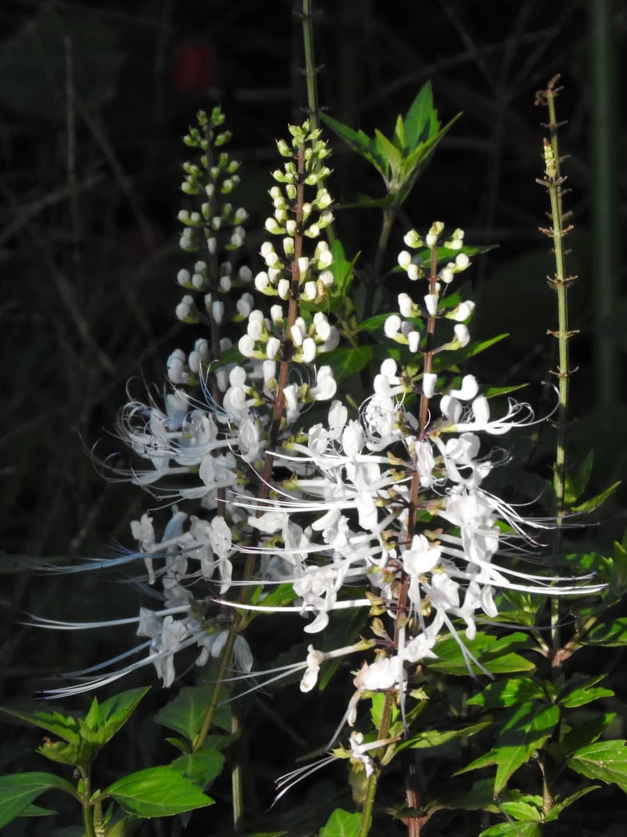 ネコノヒゲ2017/9-09白いトウモロコシのよう