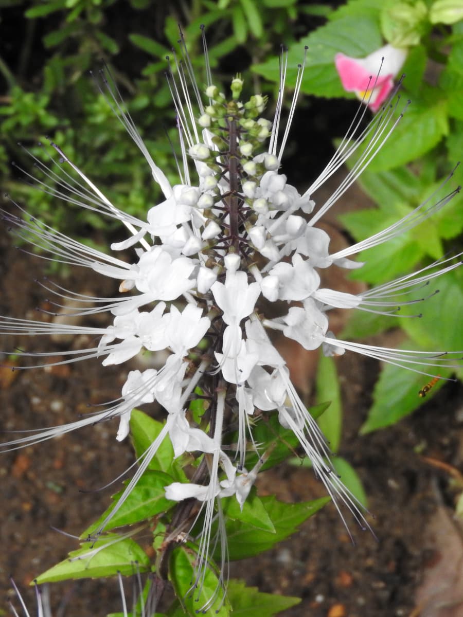 ネコノヒゲ2017/9-10