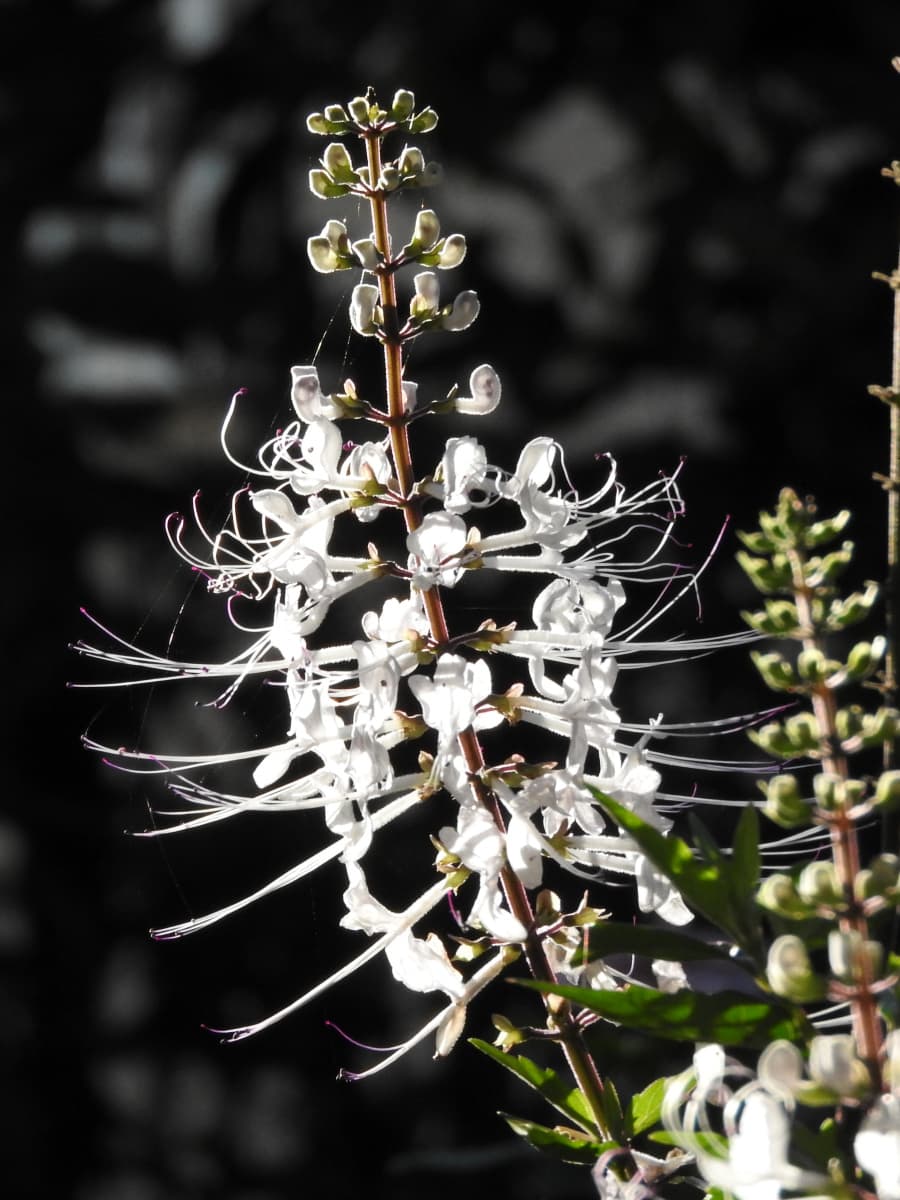 ネコノヒゲ2017/9-11髭が巻き始めている