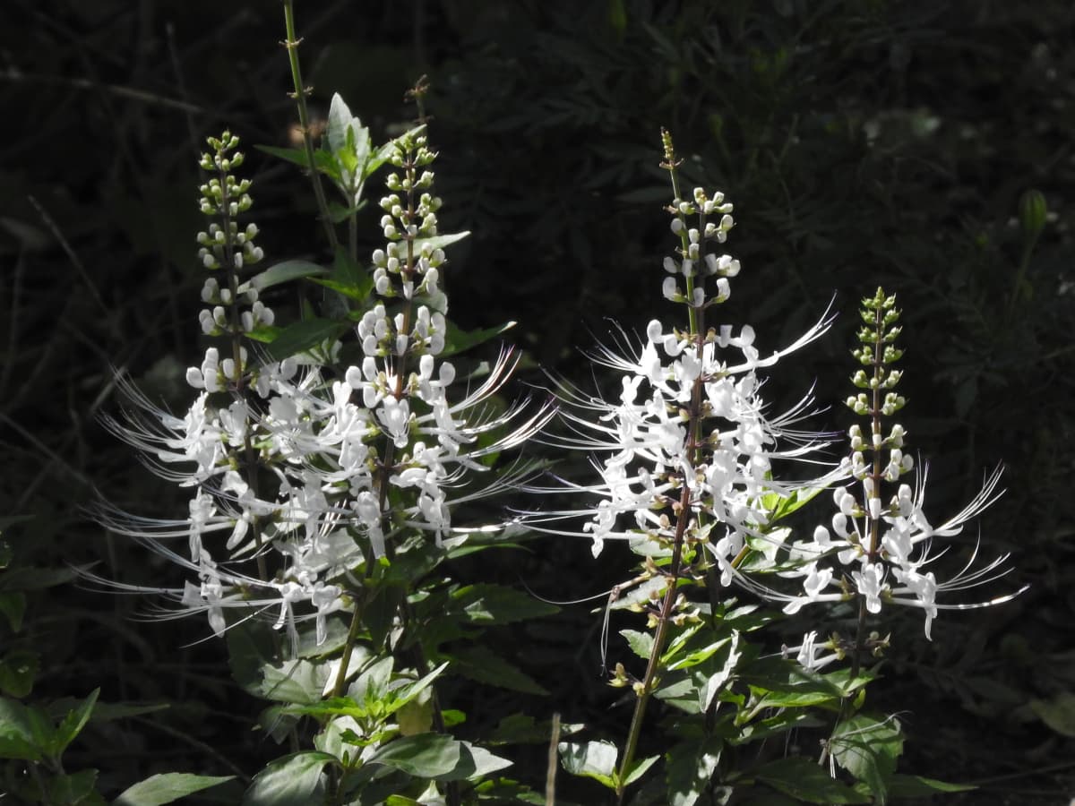 ネコノヒゲ2017/9-12四分咲きで林立