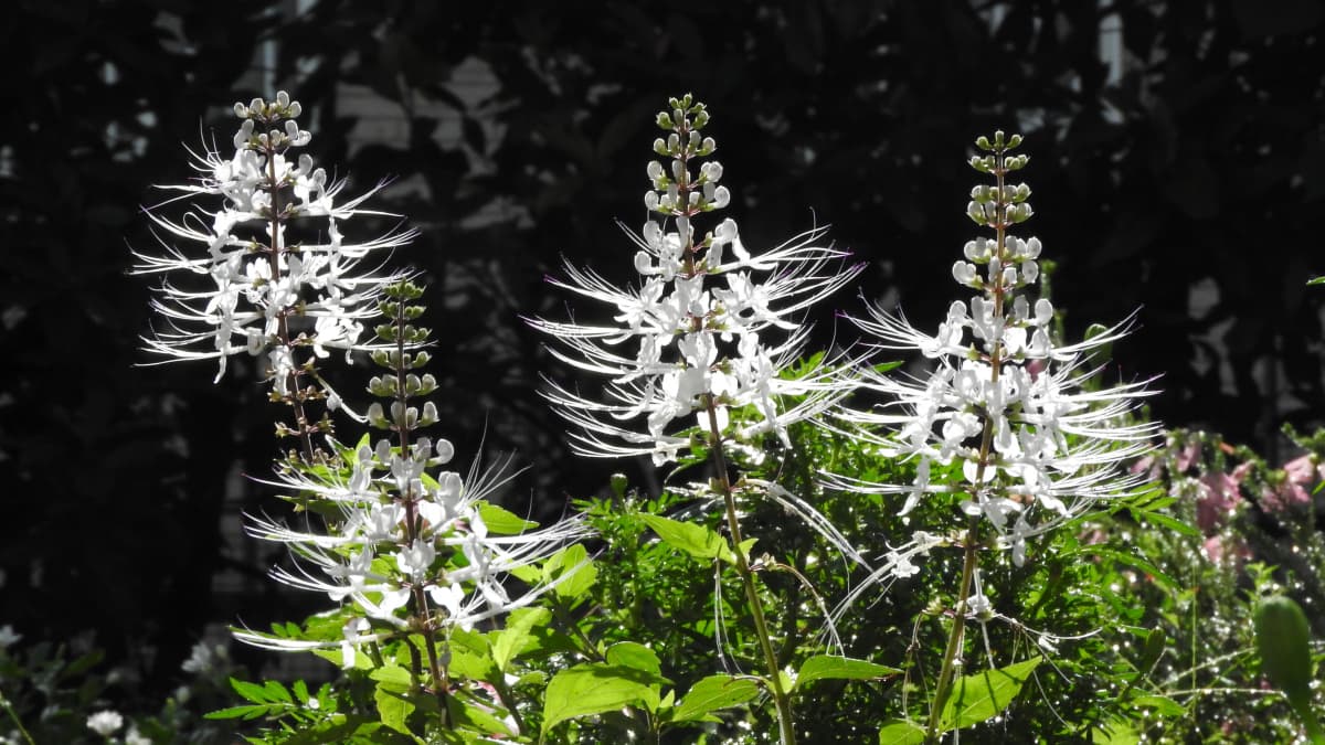 ネコノヒゲ2017/9-1200