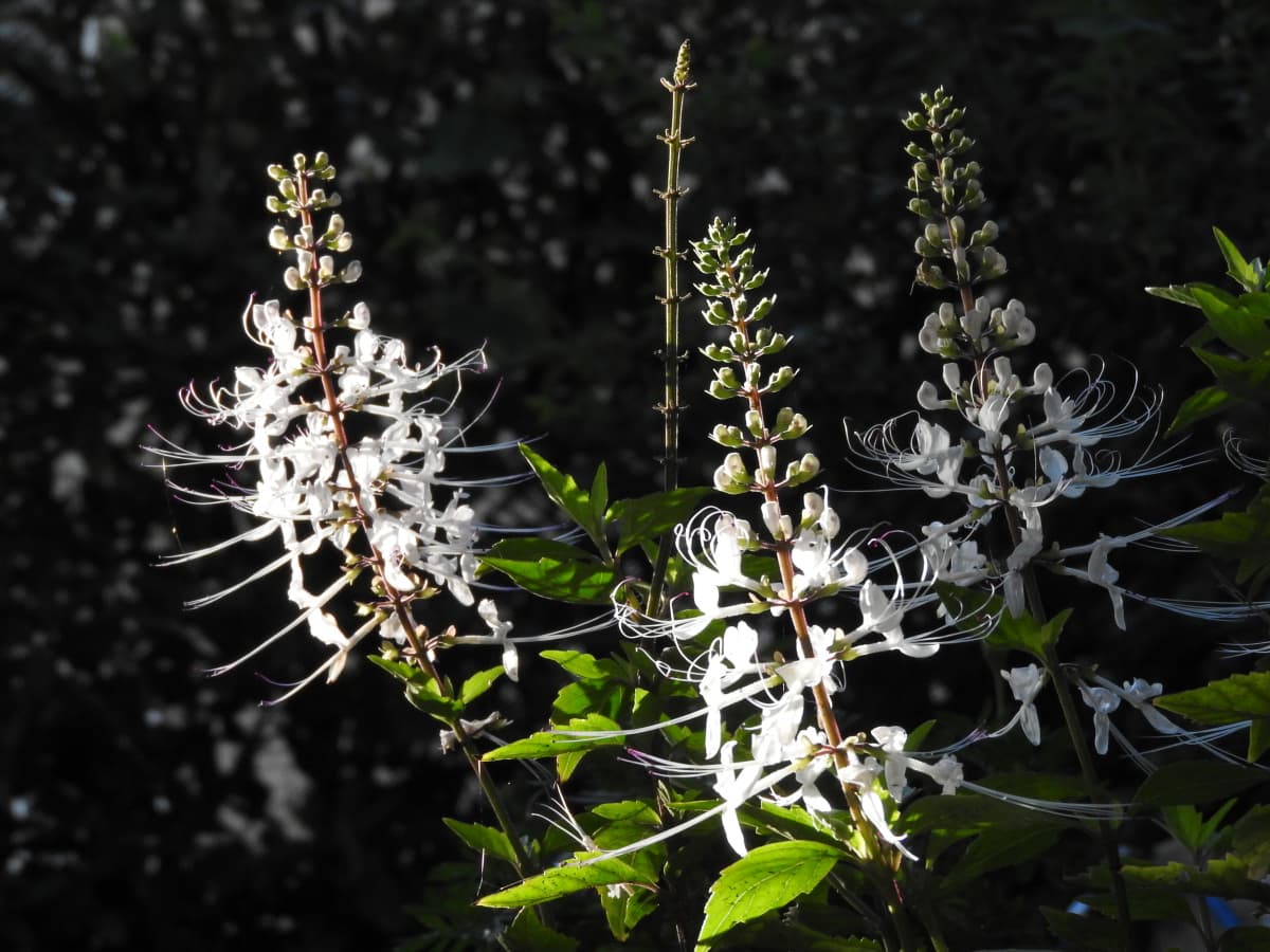 ネコノヒゲ2017/9-13光と陰の中で