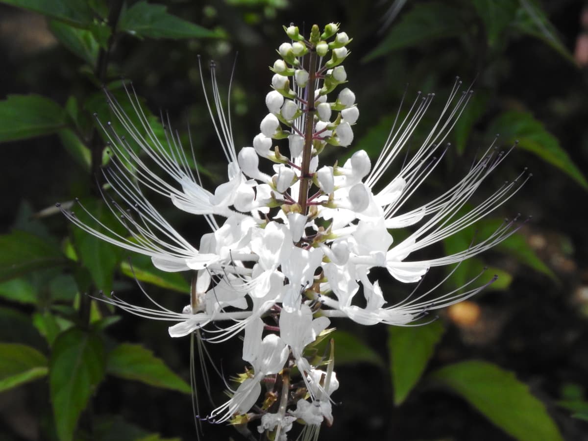 ネコノヒゲ2017/9-14純白