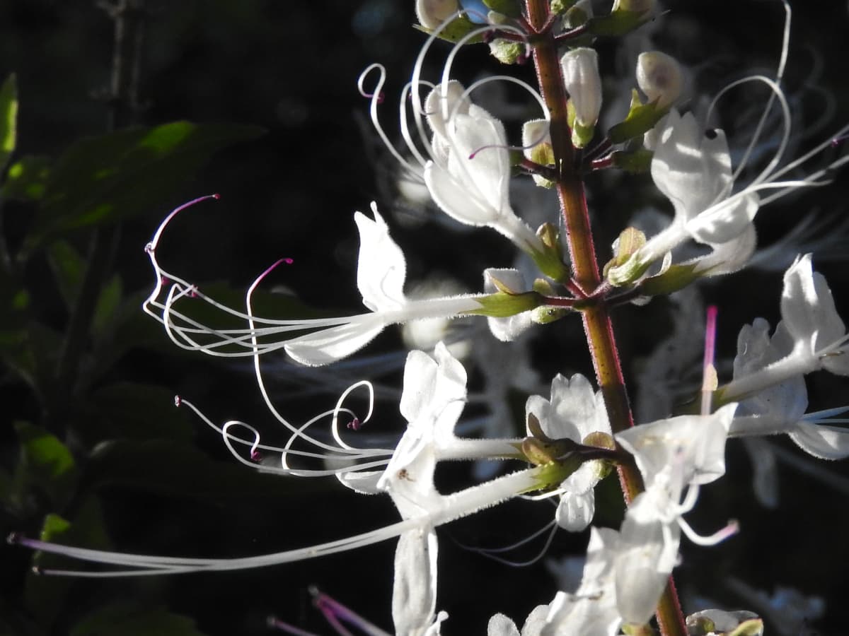 ネコノヒゲ2017/9-15