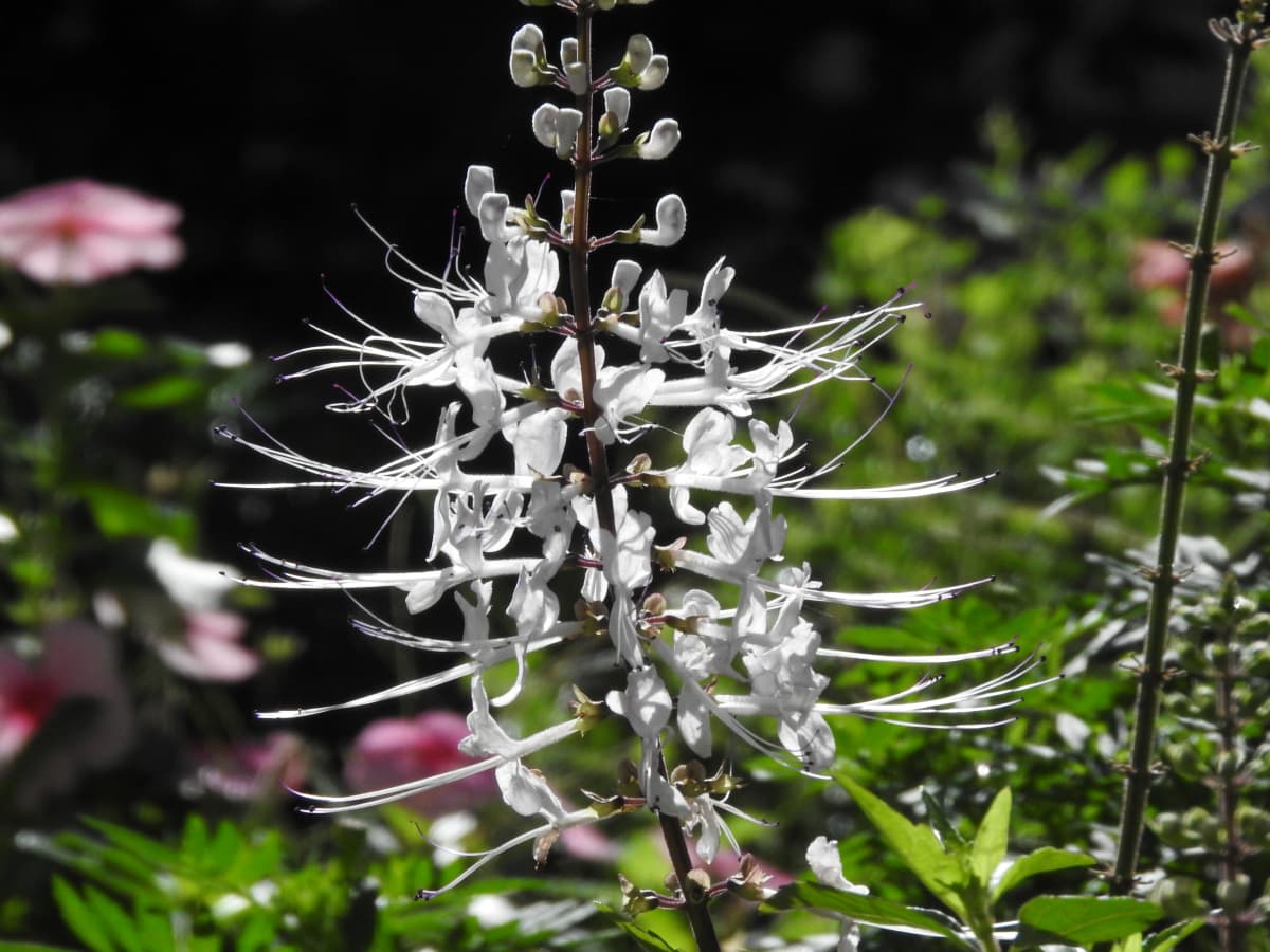 ネコノヒゲ2017/9-16光に透き通る白い花弁