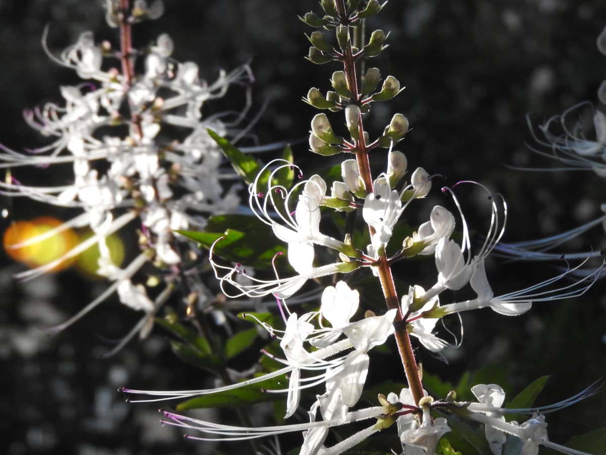 ネコノヒゲ2017/9-17クルリと巻いたヒゲ