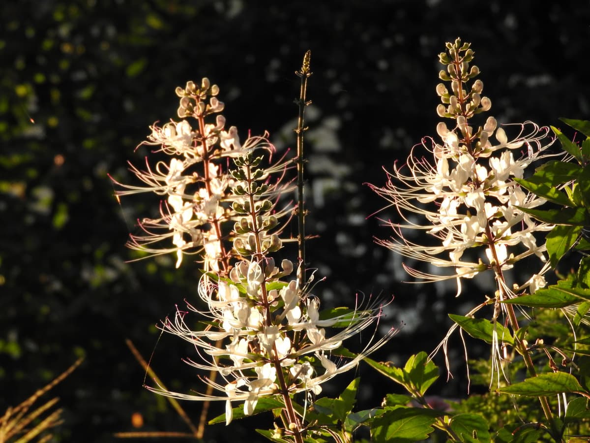 ネコノヒゲ2017/9-18夕日に染まる