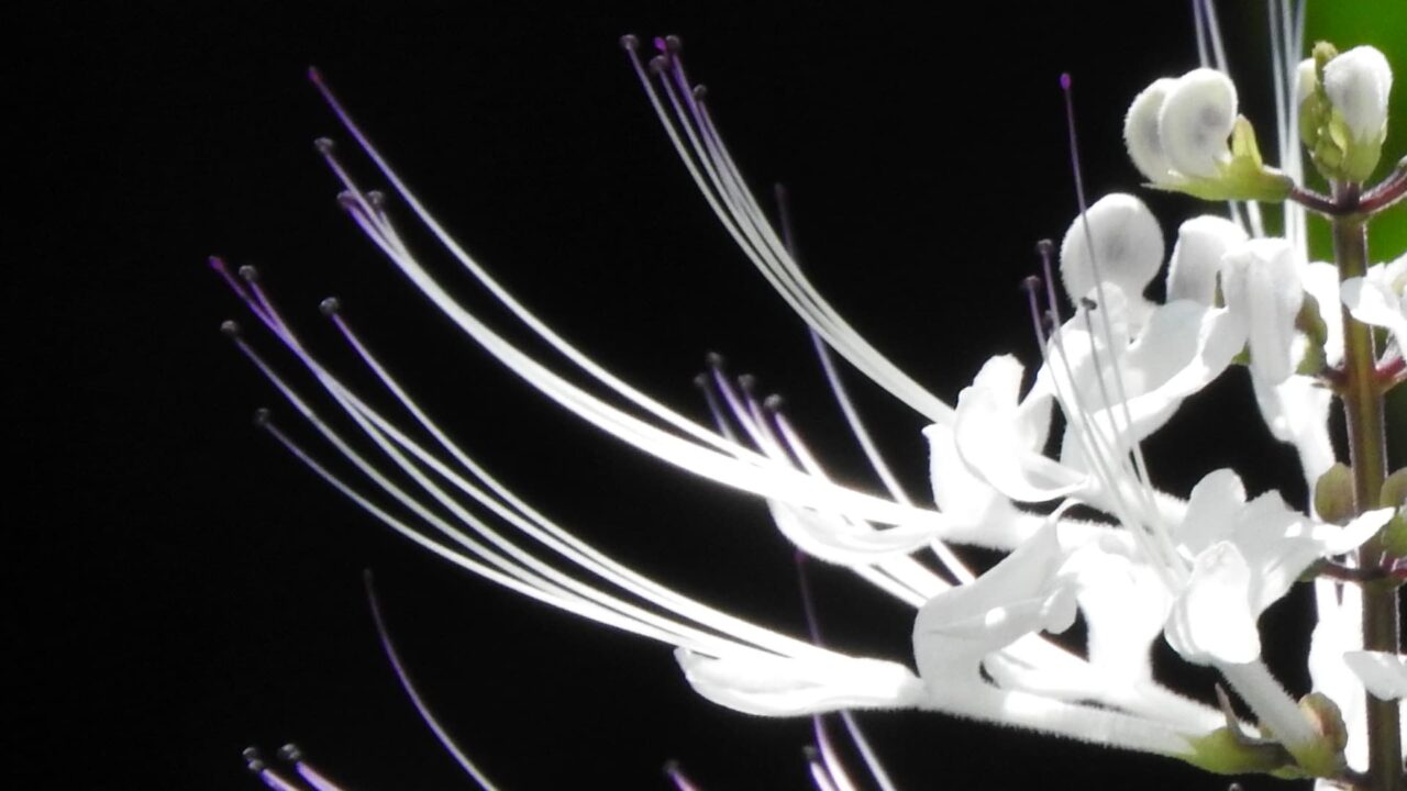 ネコノヒゲの髭近接撮影201709-01