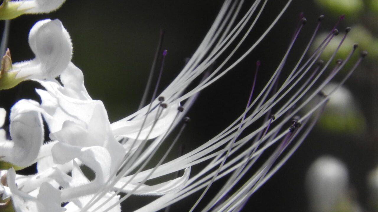 ネコノヒゲの髭近接撮影201709-02