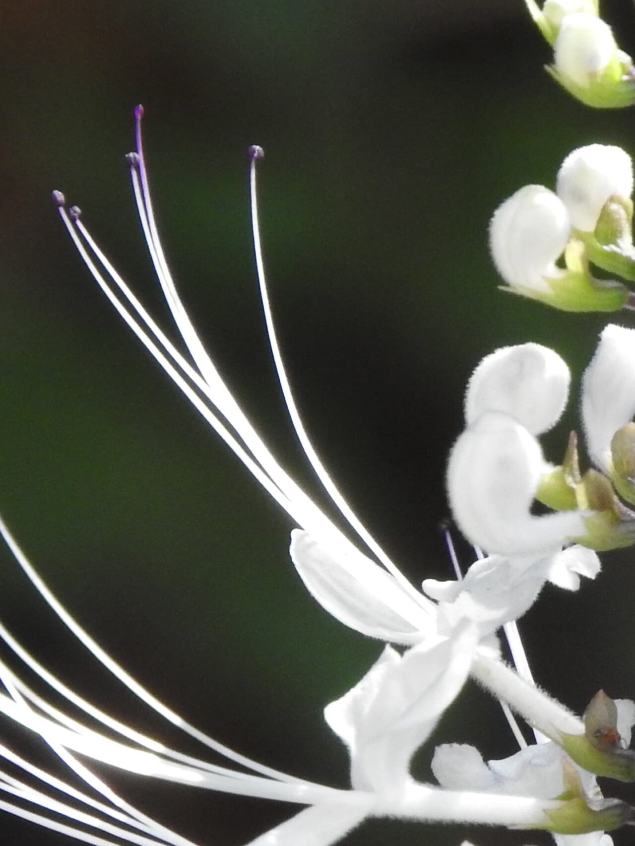 ネコノヒゲの髭近接撮影201709-03