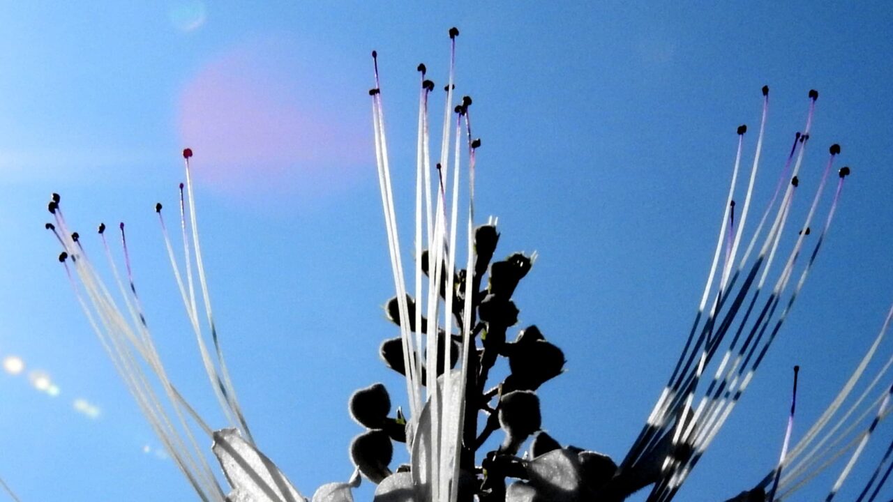 ネコノヒゲの髭近接撮影201709-05