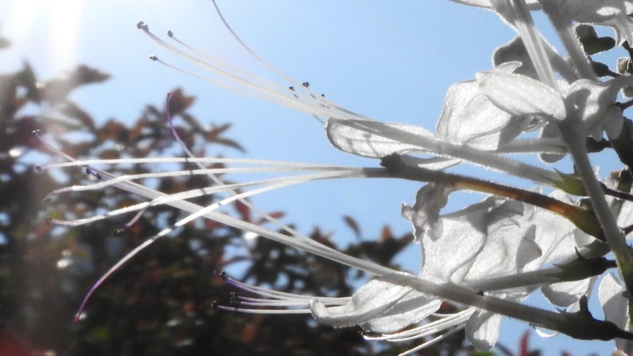 ネコノヒゲの髭近接撮影201709-06