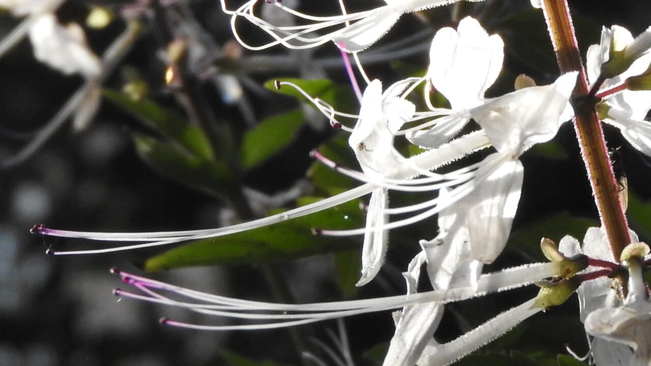 ネコノヒゲの髭近接撮影201709-07