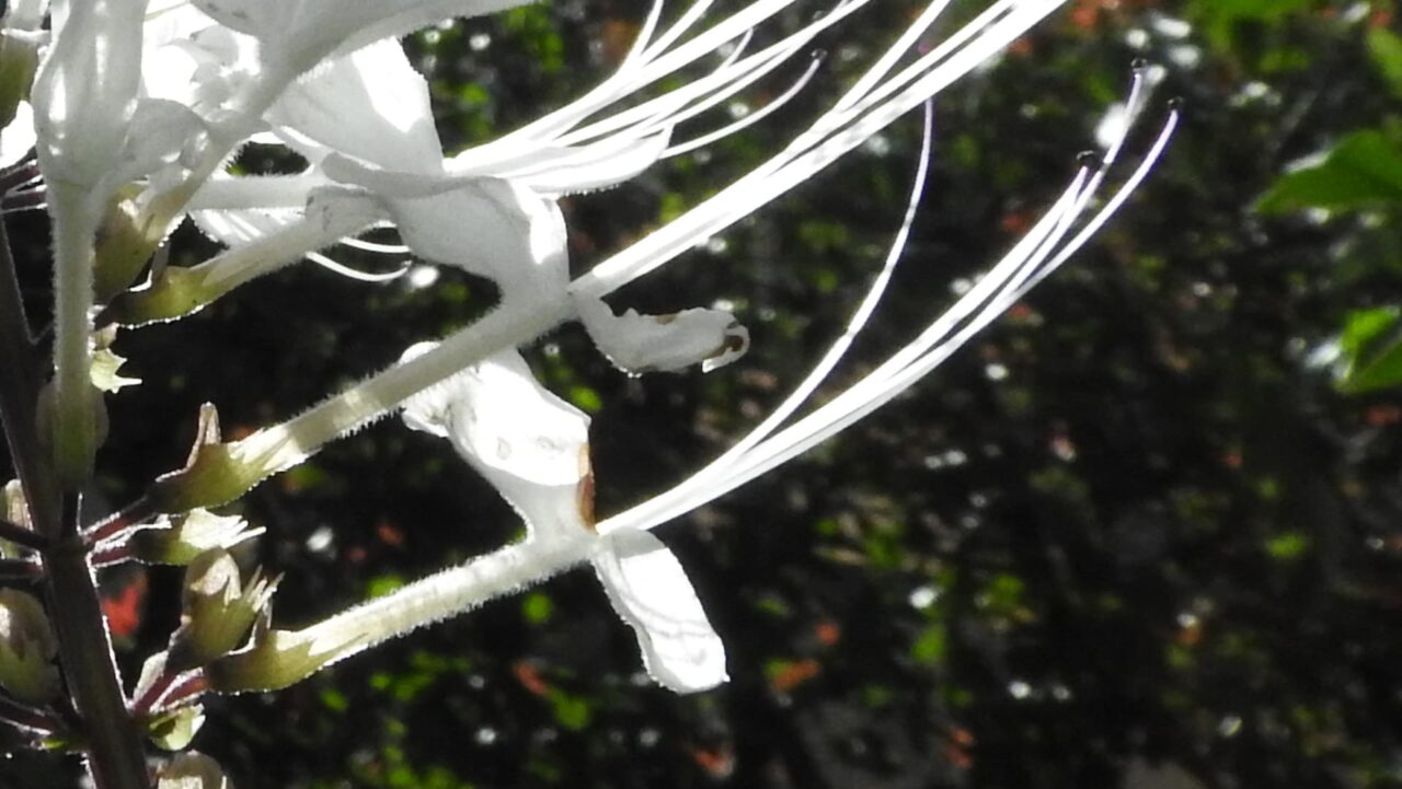 ネコノヒゲの髭近接撮影201709-08