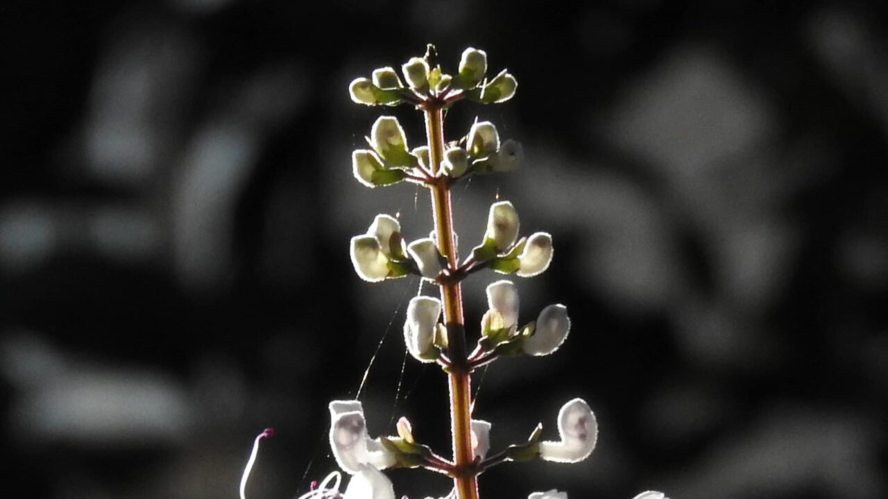 ネコノヒゲの蕾近接撮影201709-09