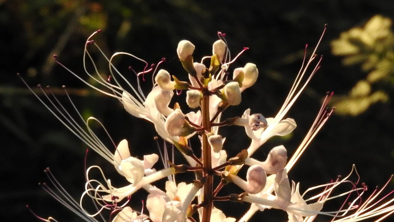 ネコノヒゲの髭近接撮影201709-10